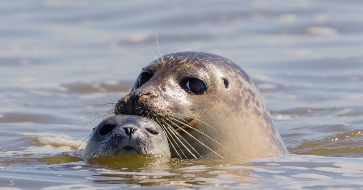 Sylt: Boat tour to the seals from Hörnum | GetYourGuide