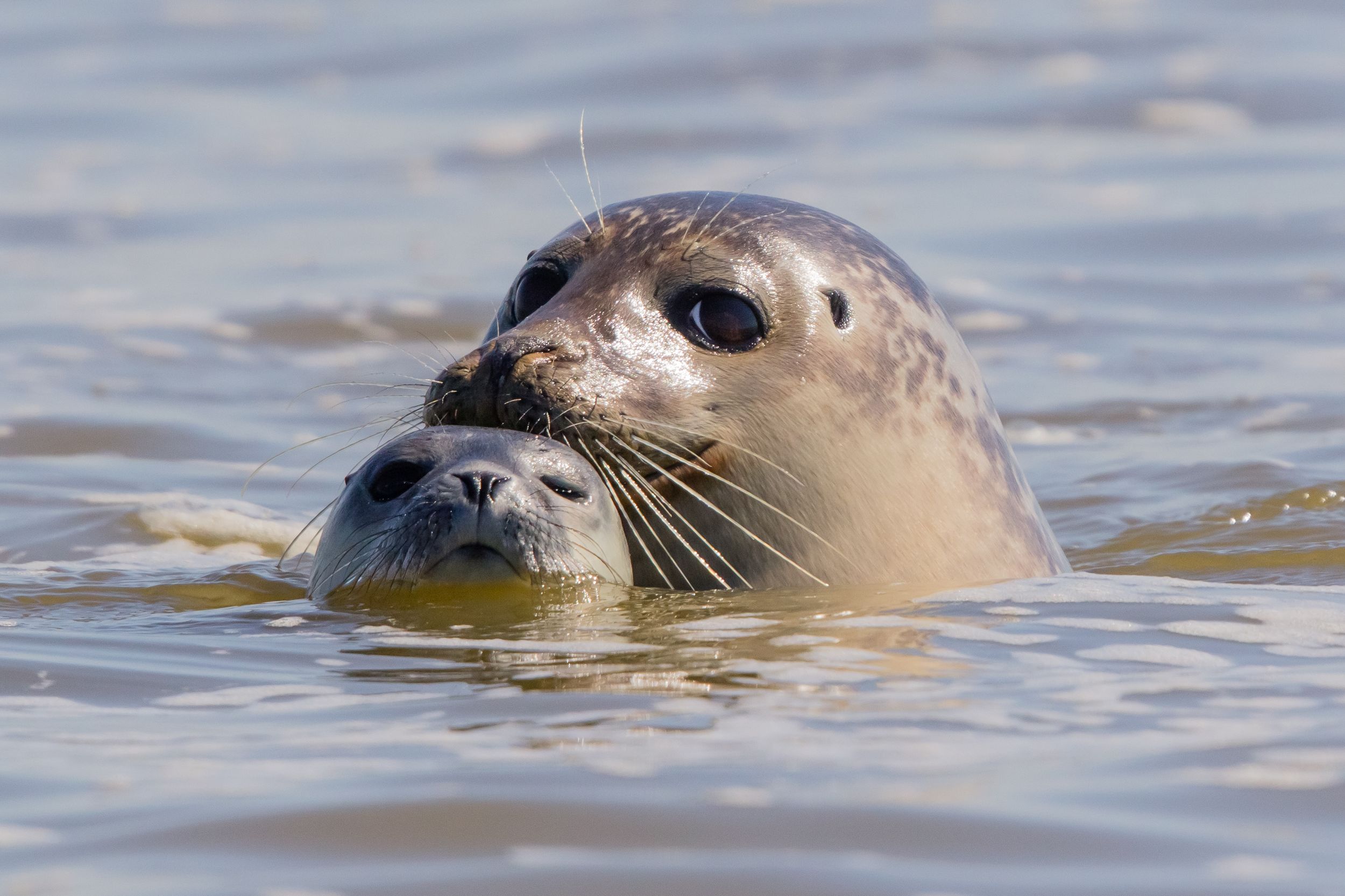 Sylt: Bootsfahrt zu den Seehunden ab Hörnum