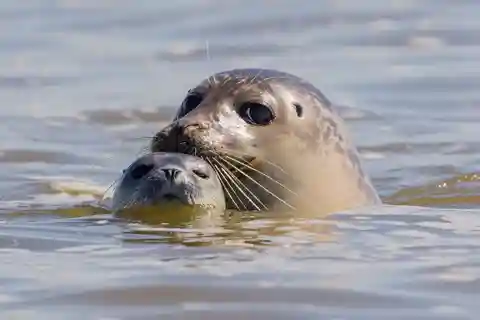 Sylt: Bootsfahrt zu den Seehunden ab Hörnum