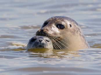 Sylt: Seal Watching Boat Tour from Hörnum