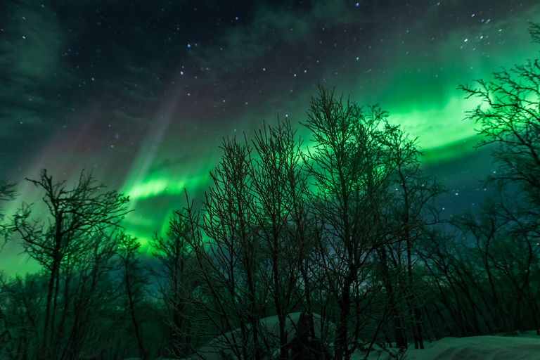 Von Abisko aus: Nordlichttour mit Fotografenführer