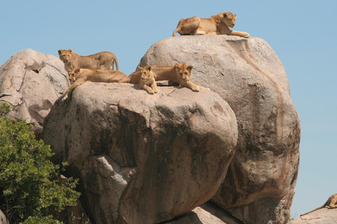 Sansibar: 3-tägige Flugsafari in die Serengeti