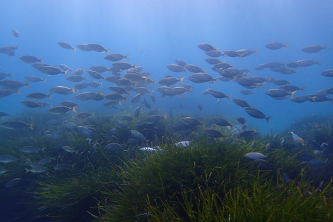 Maiorca: Mergulho de Snorkel em uma Bela Reserva Natural