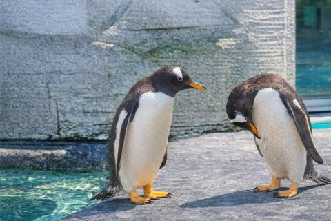 Hokkaido Asahiyama Zoo & Blue Pond Tour & Ningle Terrace 8:00 am meet at Odori Park subway station exit 31