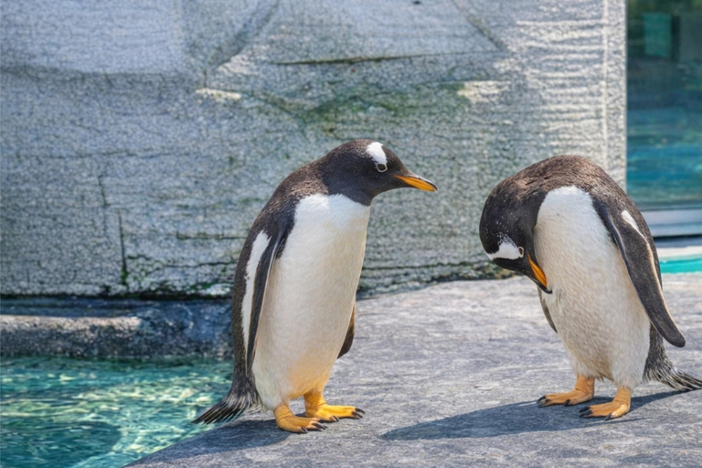 Hokkaido Asahiyama Zoo & Blue Pond Tour & Ningle Terrace 8:00 am meet at Odori Park subway station exit 31