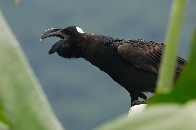 Chebera Churchura: Wildtiere &amp; malerische Ausblicke 4-tägige TourChebera Churchura: 4-tägige Tour mit Wildtieren und tollen Aussichten