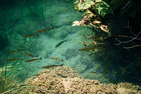 Da Spalato: Tour delle cascate di Krka, degustazione di cibo e vino