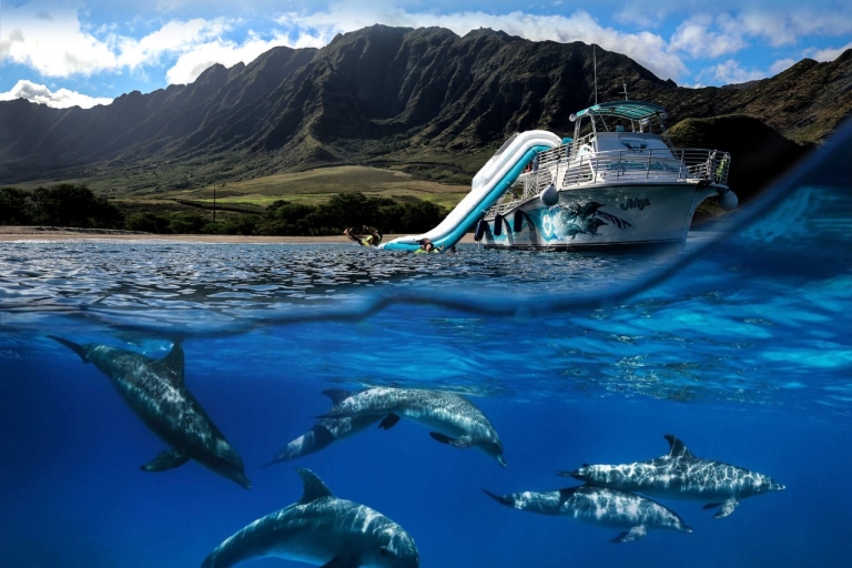 Van Oahu: Wild Dolphin and Wildlife Watch met snorkelen