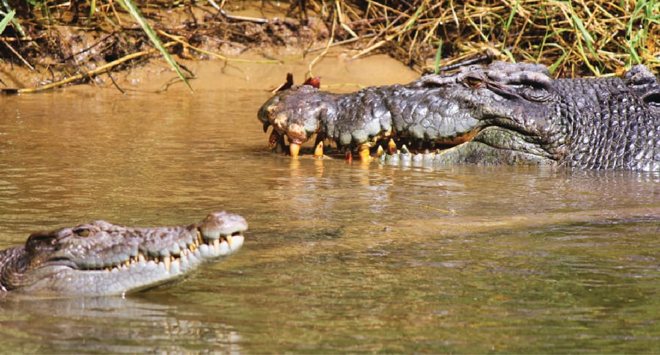 Daintree Lower Daintree Crocodile & Wildlife Cruise GetYourGuide