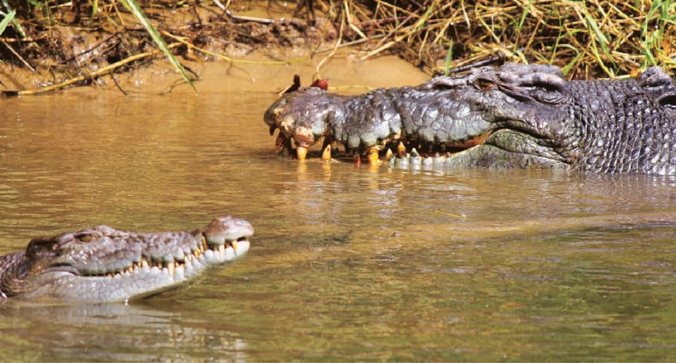 Daintree Lower Daintree Crocodile & Wildlife Cruise GetYourGuide