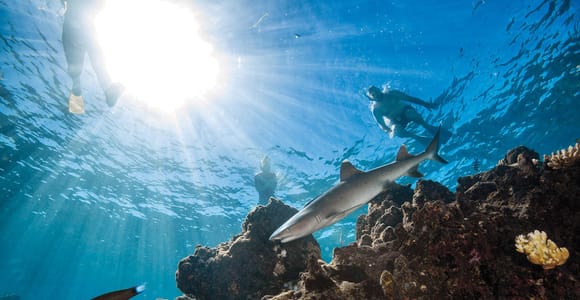 A white tip reef shark swimming just above a dark coral reef, with snorkellers silhouetted against the sunlit surface above and small reef fish in the foreground