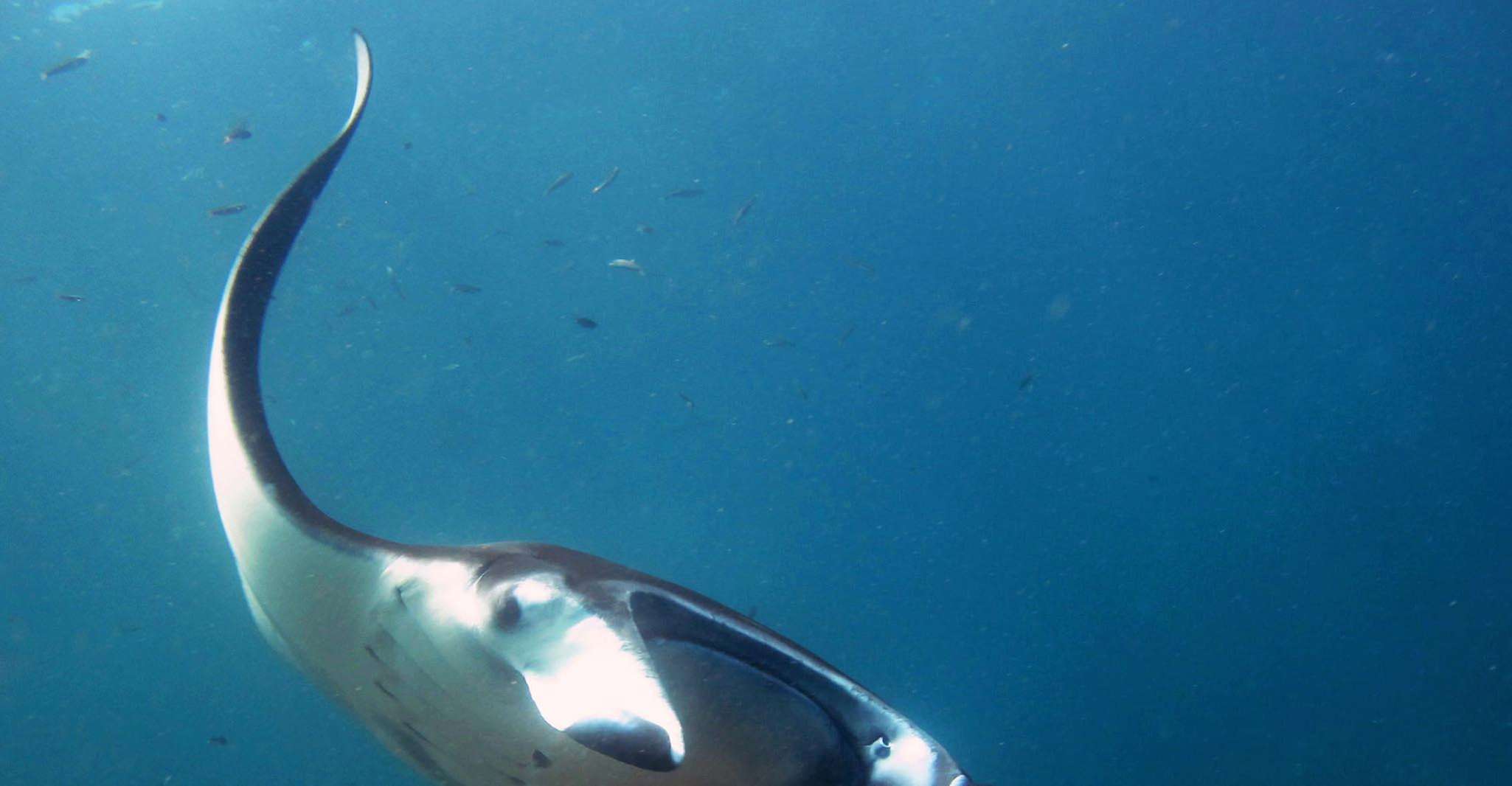 Nusa penida, Giro in barca con Manta Ray Snorkeling 4 fermate - Hizvo
