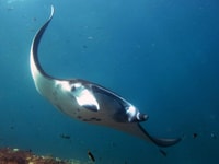 Nusa penida, Manta Ray Şnorkeling ile Tekne Turu 4 Durak - Hizvo