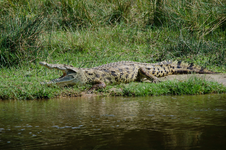 10 jours de visite en Ouganda et safari primates