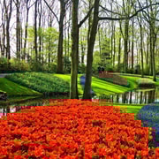 Von Amsterdam aus: Einweg-Privattransfer zum/vom Keukenhof