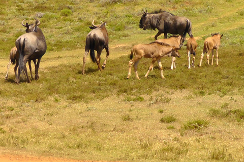 Schotia Safari – Big 5 Experience with High Lion Sightings