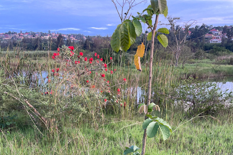 Kigali: City Tour, Nyandungu Eco Park, and Lunch