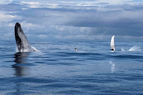 Main Beach: Whale Watching Cruise on the Gold Coast