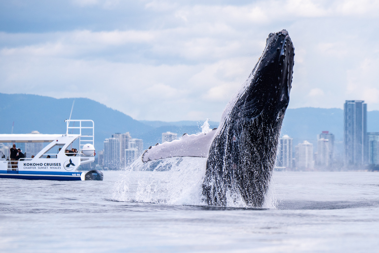 Main Beach: Whale Watching Cruise on the Gold Coast