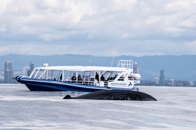 Main Beach: Whale Watching Cruise on the Gold Coast