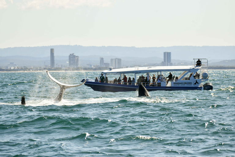 Main Beach: Whale Watching Cruise on the Gold Coast