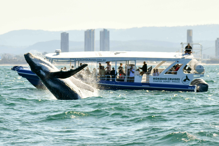 Hoofdstrand: cruise om walvissen te spotten aan de Gold Coast