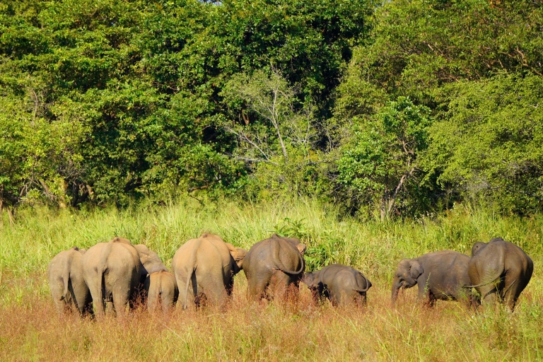 Sigiriya: Lion Rock Hike, Village Tour & Elephant Safari
