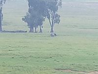 Da Pretoria, gita guidata di 4 giorni al parco Kruger e Graskop - Hizvo