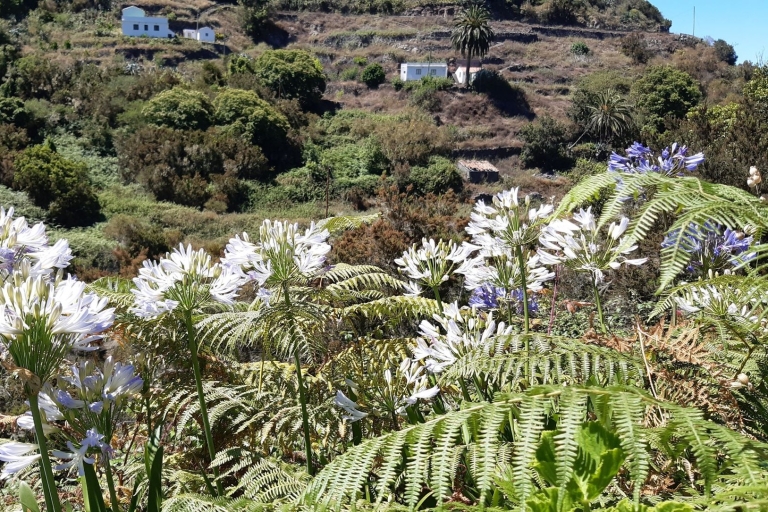 La Gomera : Chemin de randonnée des hameaux du Nord