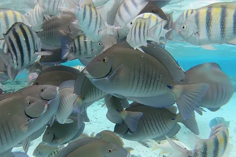 From San Andres: Cayo Acuario Tour