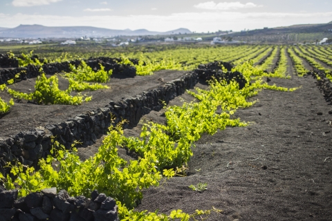 Lanzarote: Wine Tasting Tour at El Grifo Bodega Tour in Spanish