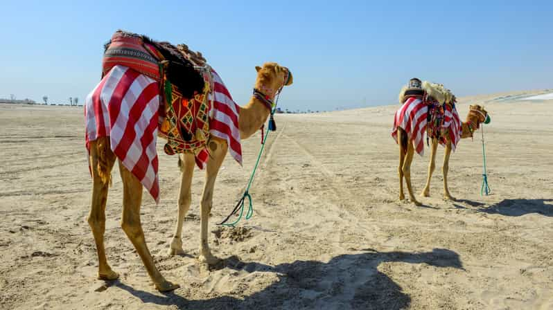 camel tour doha