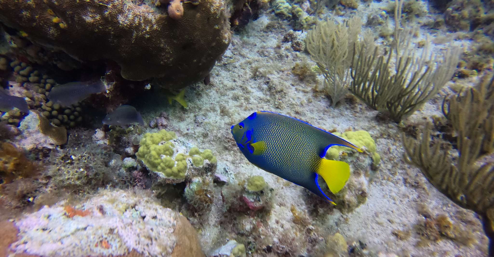 San Andrés, Viaje Guiado de Buceo con Traslado Hotelero - Hizvo