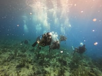 San Andrés, Voyage de plongée guidée avec transfert hôtelier - Hizvo