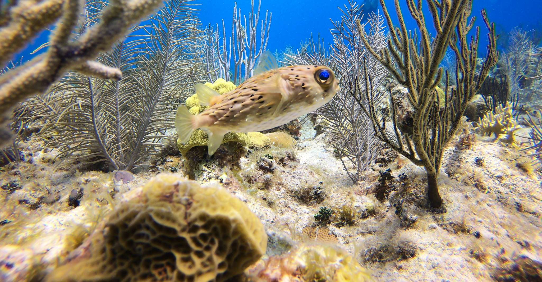 San Andrés, Viaje Guiado de Buceo con Traslado Hotelero - Hizvo
