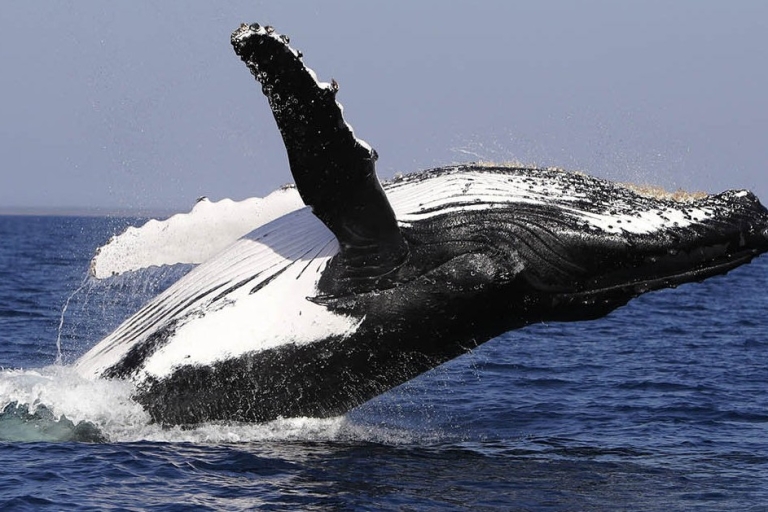 Au départ de Punta Cana : Observation des baleines et visite de Montana RedondaDe Bayahibe