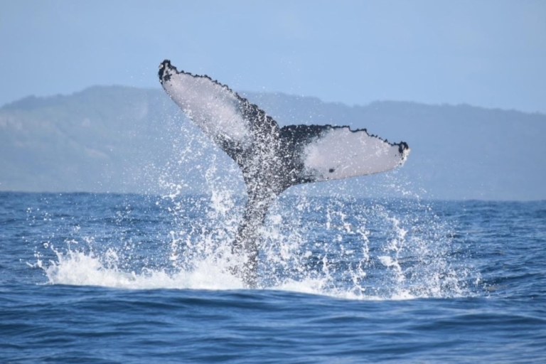 Au départ de Punta Cana : Observation des baleines et visite de Montana RedondaDe Bayahibe