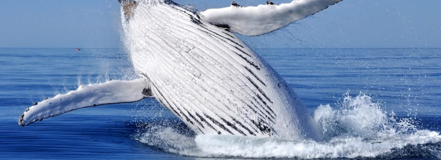 Au départ de Punta Cana : Observation des baleines et visite de Montana Redonda