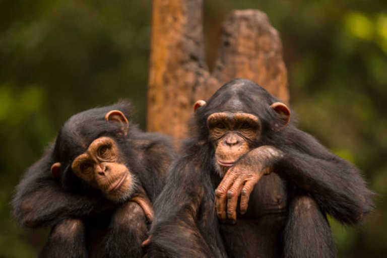 From Kigali: Nyungwe National Park 2-Day Tour with Zipline 2 Day Chimpanzee Trek, Canopy Walk, Zipline & Waterfall Tour