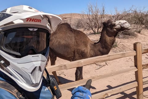 Las Vegas: ATV Camel Safari Tour