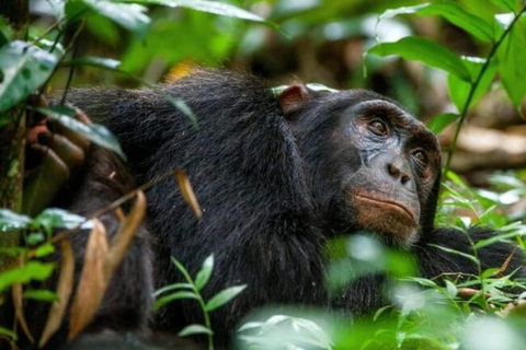 Ciej Tours 9 giorni di trekking con i gorilla e Nanyuki, Monte Kenya