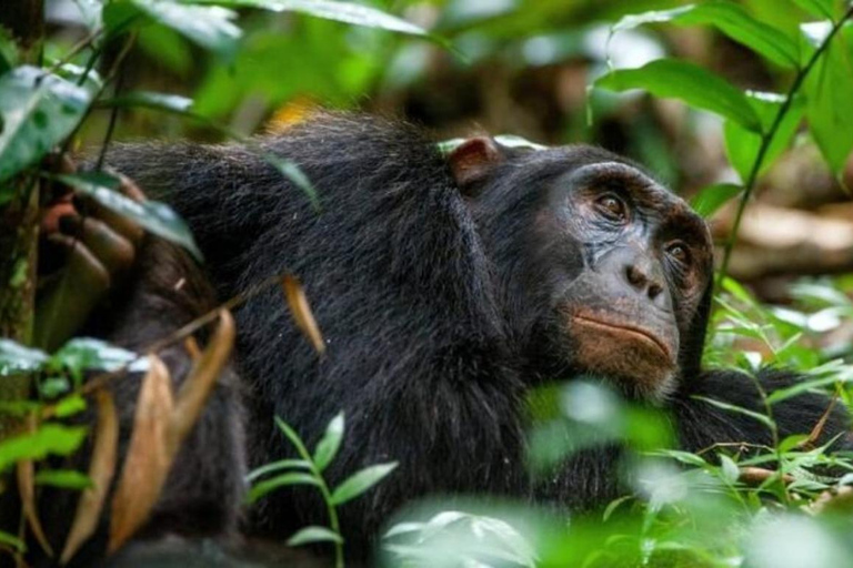 Ciej Tours 9-dniowy trekking na goryle i Nanyuki, góra Kenia