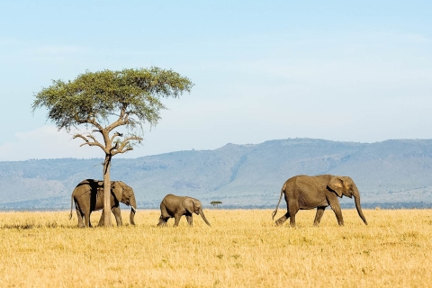 Safari en albergue de 6 días en Tanzania