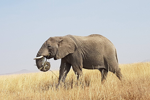 Arusha: safari in campeggio di 4 giorni Tarangire Serengeti NgorongoroArusha: Serengeti e Ngorongoro Camping Safari di 4 giorni