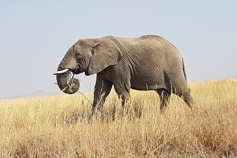 Arusha: Safari de 4 días en camping por el Serengeti y el Ngorongoro