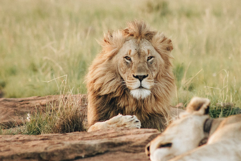 Arusha : Safari de 4 jours en camping dans le Serengeti et le NgorongoroArusha : Safari de 4 jours en camping au Serengeti et au Ngorongoro