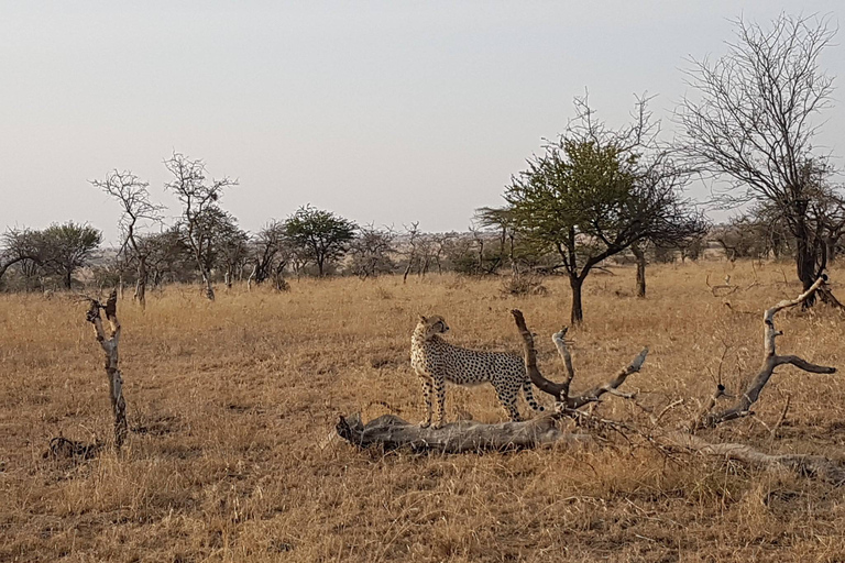 Arusha: 4-daagse Serengeti en Ngorongoro kampeersafari