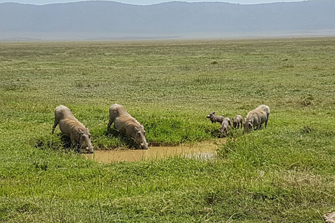 Arusha: Safari de 4 días en camping por el Serengeti y el Ngorongoro