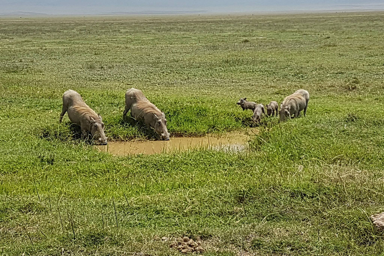 Arusha: Safari de 4 días en camping por el Serengeti y el Ngorongoro