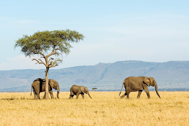 Arusha: Safari de 4 días en camping por el Serengeti y el Ngorongoro